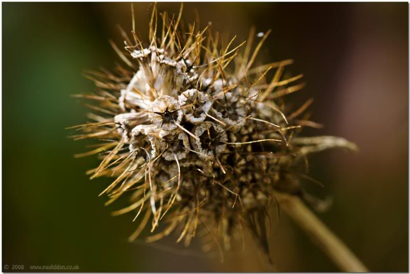 seedhead2.jpg