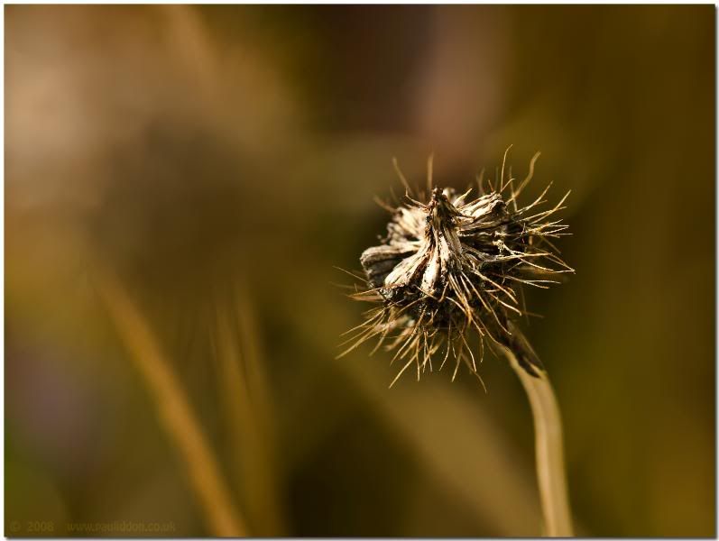 seedhead210.jpg