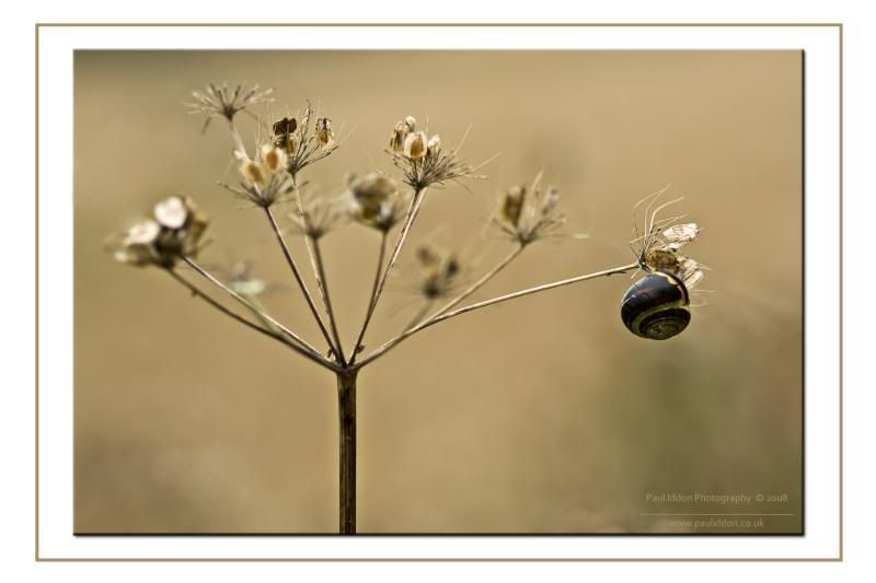 snail01framedV2named.jpg