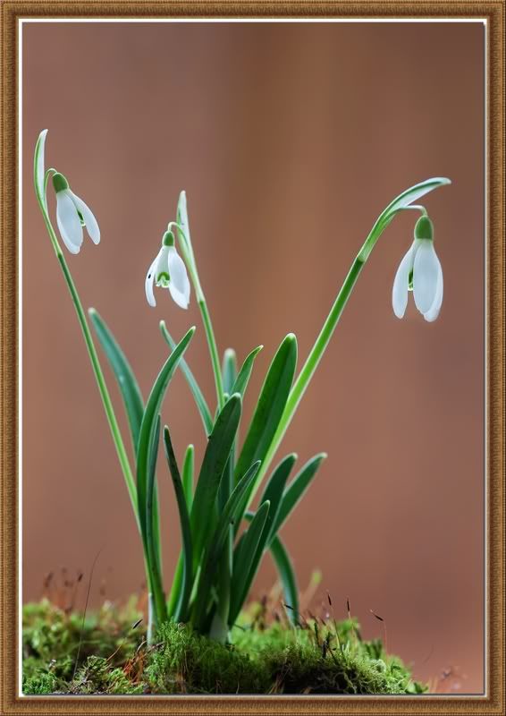 snowdrop3framed.jpg