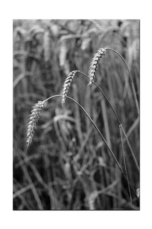 wheat06BWframed.jpg