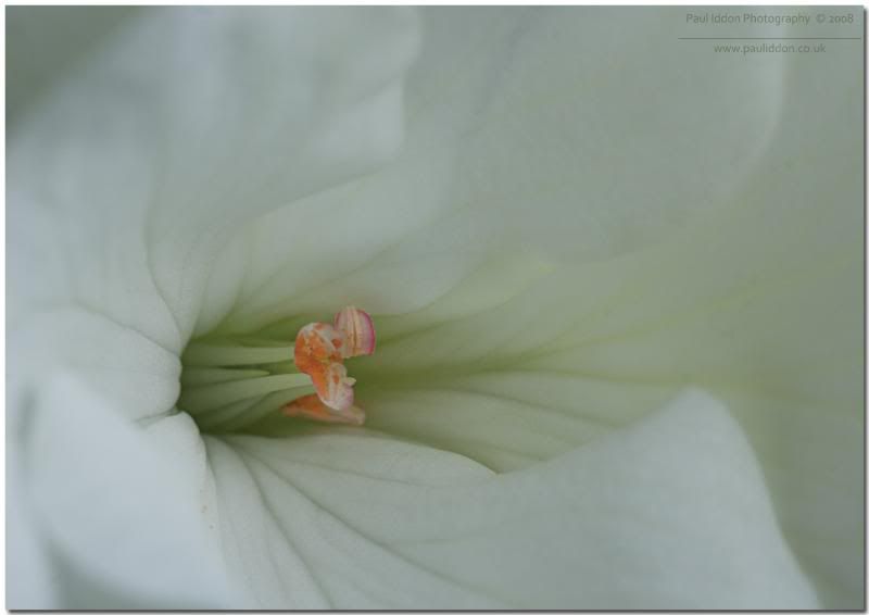 whiteflowernamed2.jpg