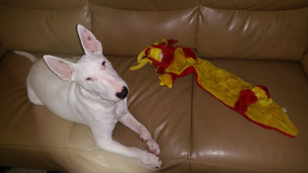 english bull terrier cuddly toy