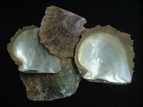 Raw_Goldlip_Mother_Of_Pearl_Shells.jpg