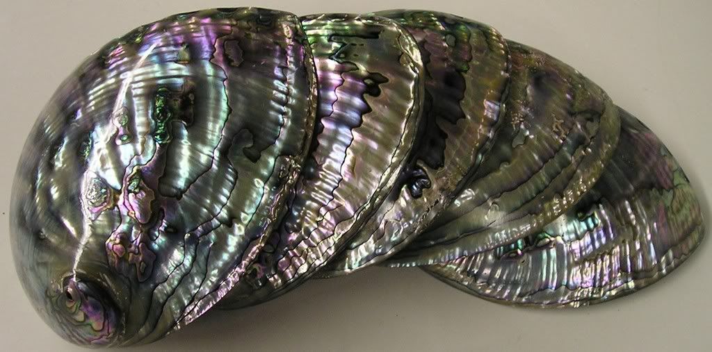 large_polished_abalone_600.jpg