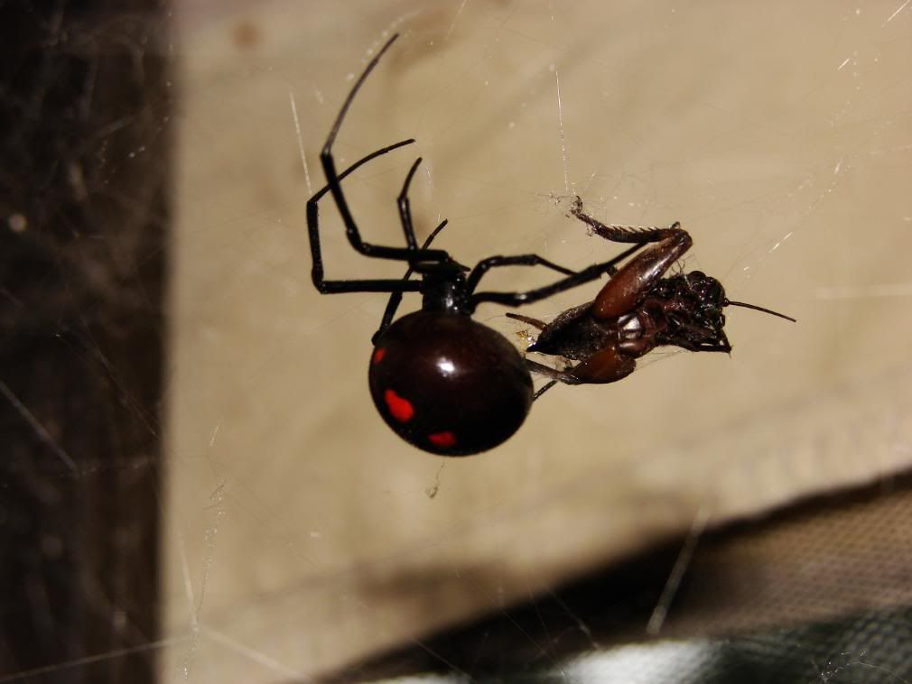 spider eating cricket