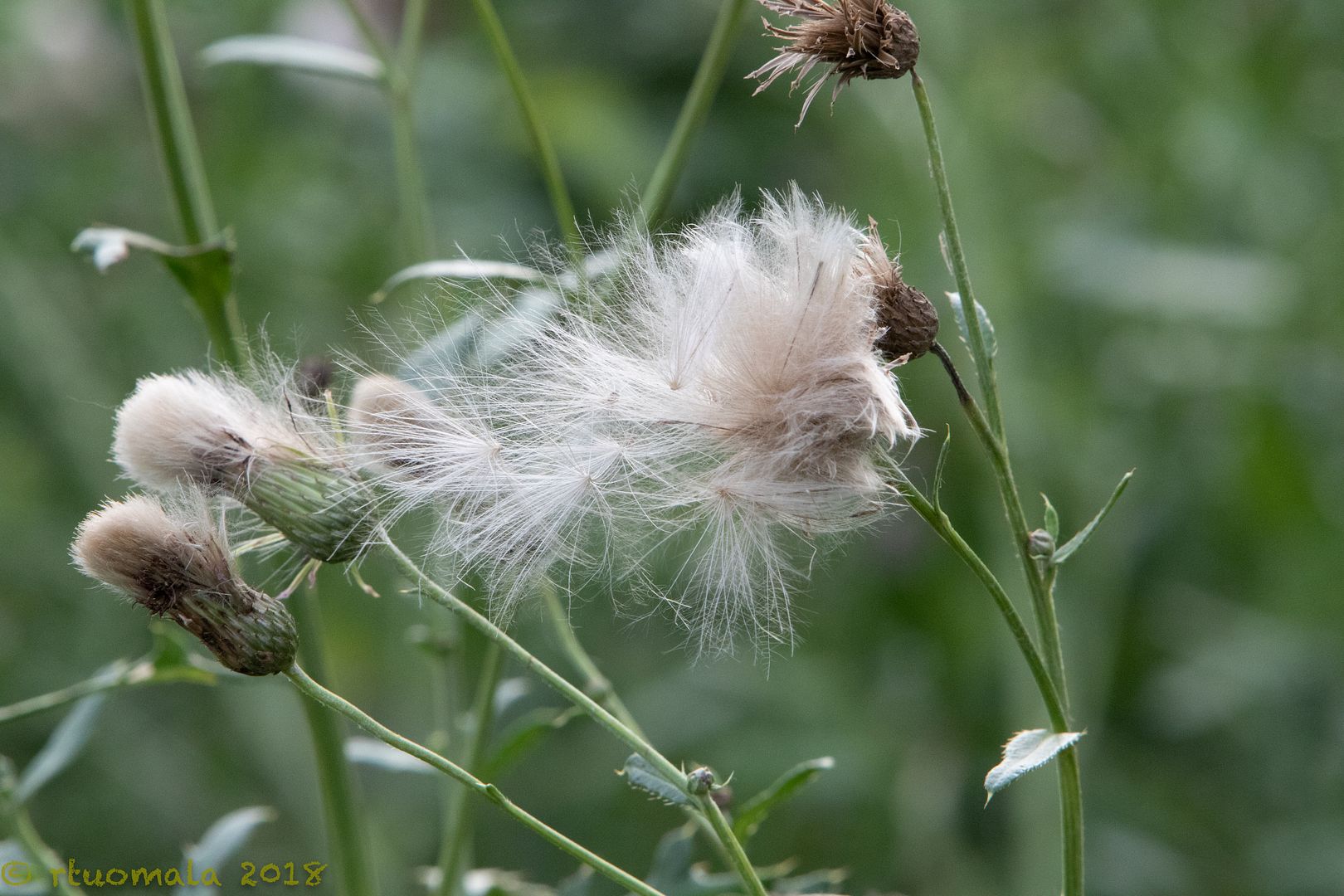 IMAGE: http://i305.photobucket.com/albums/nn207/wysiwyg77/149A9919_zpsadqhyhjs.jpg