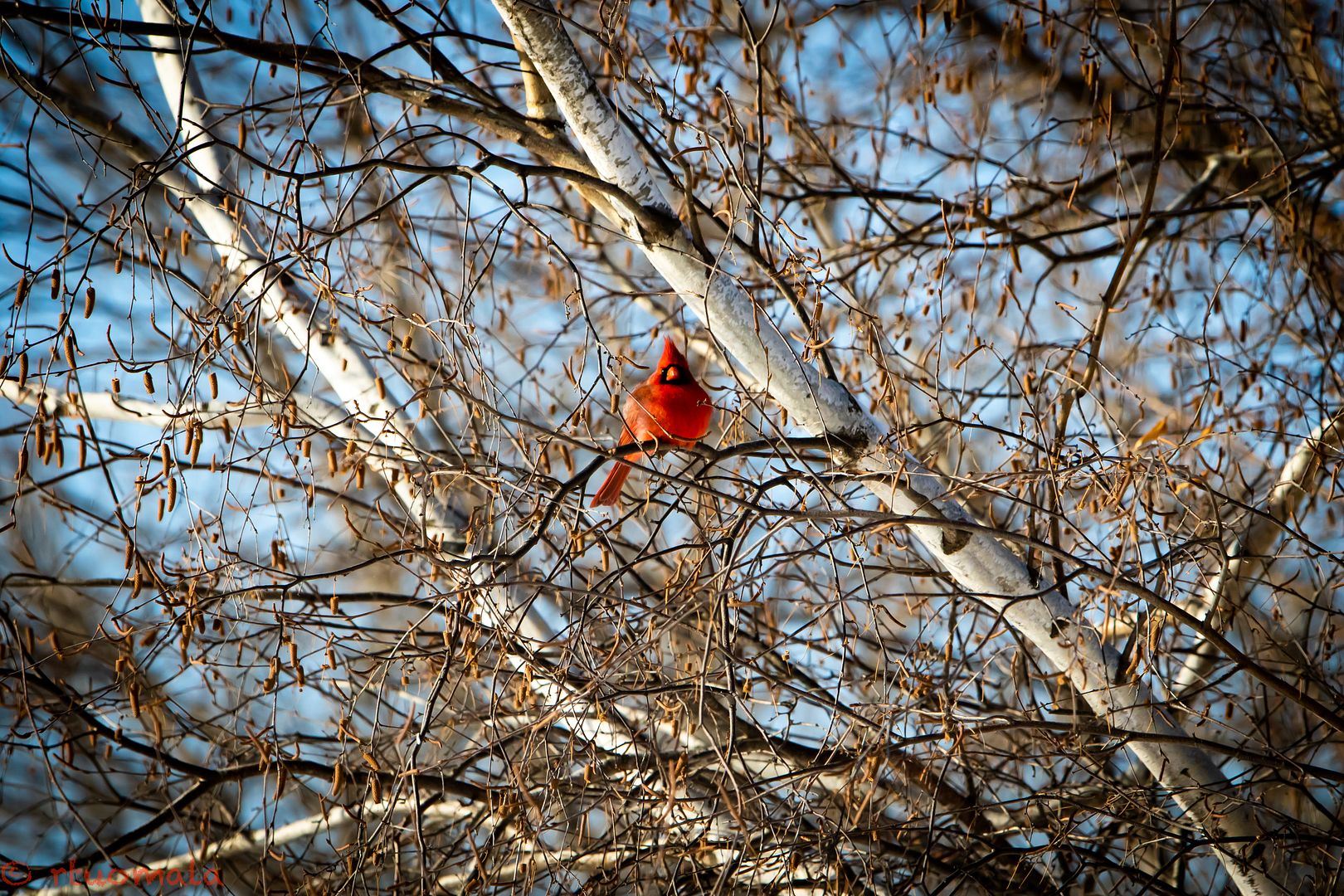 IMAGE: http://i305.photobucket.com/albums/nn207/wysiwyg77/Cardinal%20ii_zps3kjouuik.jpg