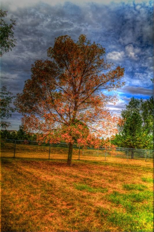 IMAGE: http://i305.photobucket.com/albums/nn207/wysiwyg77/HDRTree1.jpg