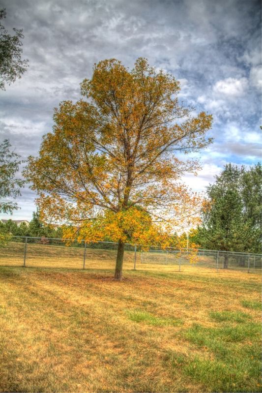 IMAGE: http://i305.photobucket.com/albums/nn207/wysiwyg77/HDRTree2-Version3.jpg