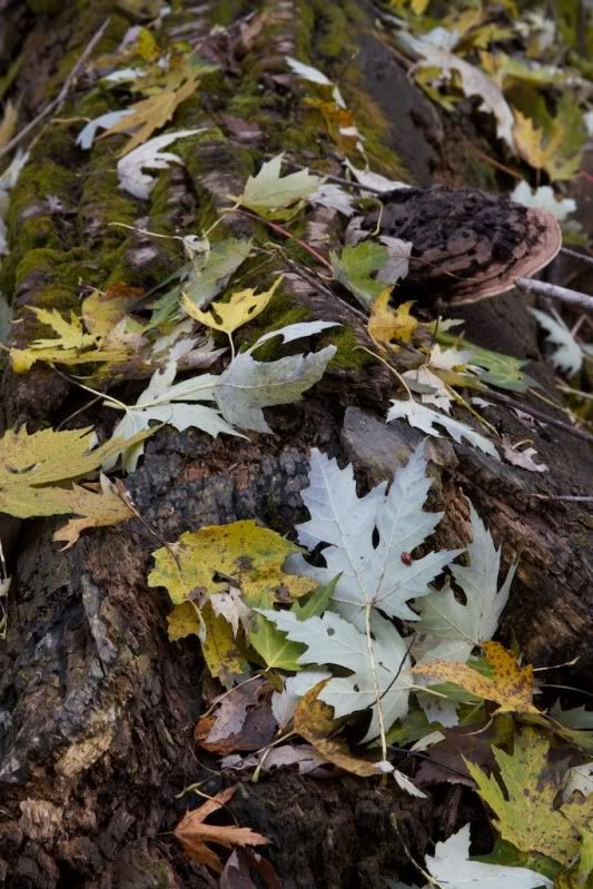 IMAGE: http://i305.photobucket.com/albums/nn207/wysiwyg77/IMG_0034.jpg