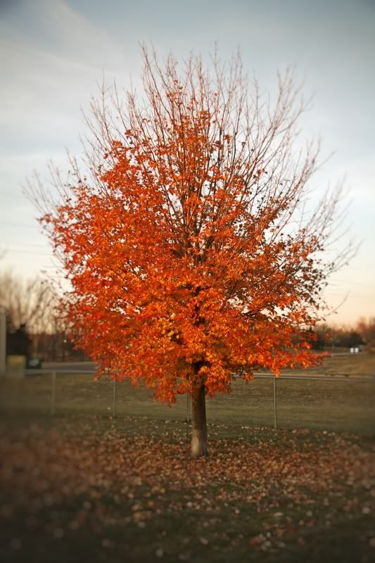 IMAGE: http://i305.photobucket.com/albums/nn207/wysiwyg77/IMG_3598.jpg