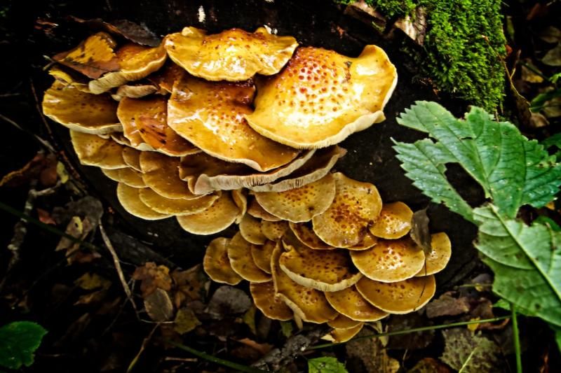 IMAGE: http://i305.photobucket.com/albums/nn207/wysiwyg77/IMG_5587_zpscf745c00.jpg