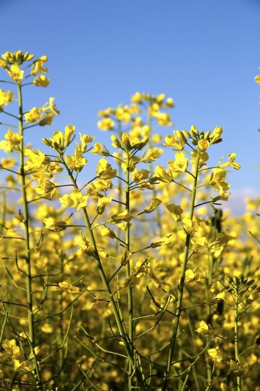 IMAGE: http://i305.photobucket.com/albums/nn207/wysiwyg77/_MG_84251.jpg