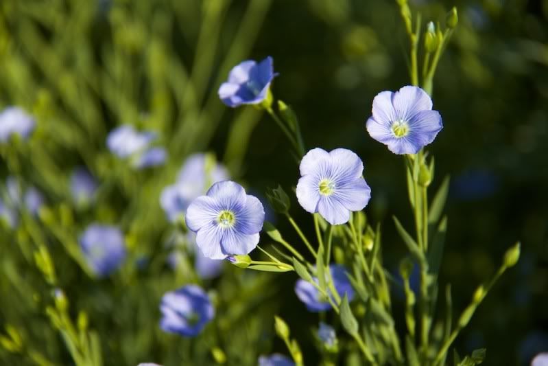 IMAGE: http://i305.photobucket.com/albums/nn207/wysiwyg77/_MG_8463-Version3.jpg