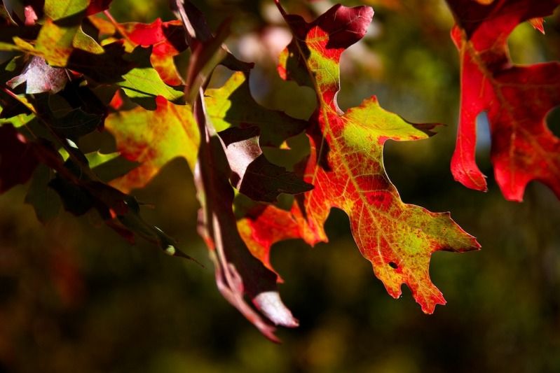 IMAGE: http://i305.photobucket.com/albums/nn207/wysiwyg77/_MG_9854.jpg