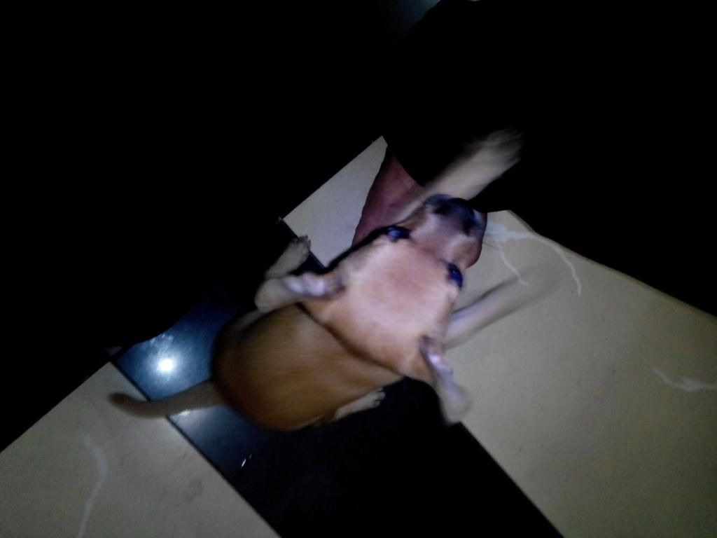 Tìm bạn chung sợ thích dòng chó minpin - 3