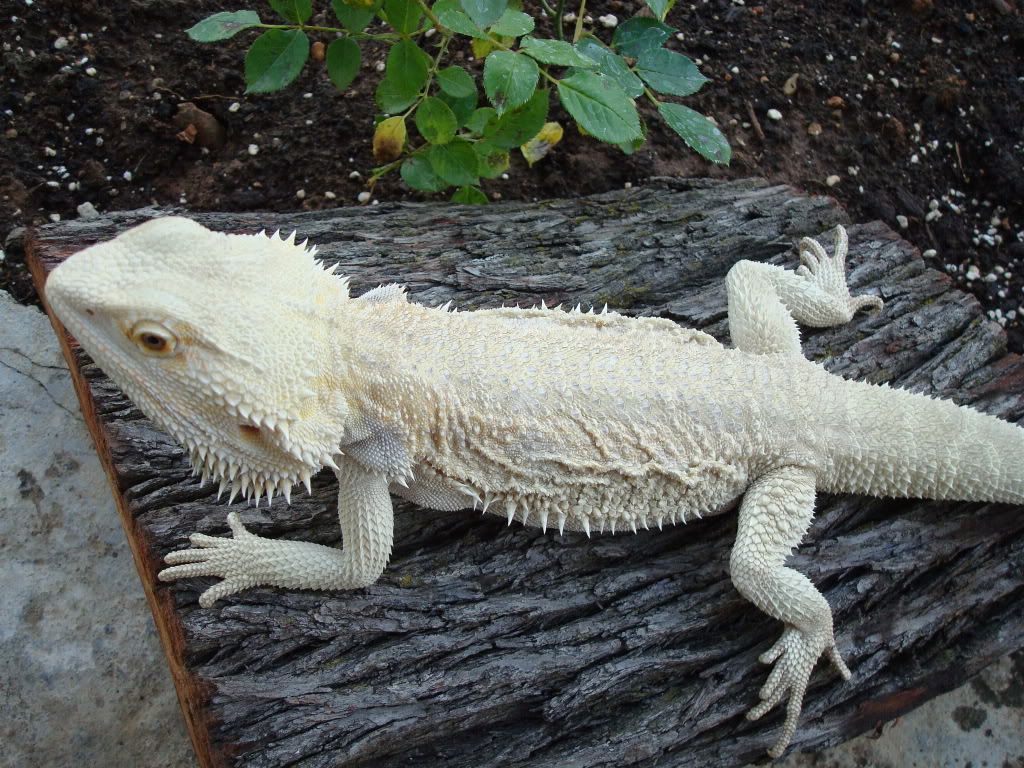 White Gecko Patternless Tremper Albino Snow Leopard Gecko Albino Mack Snow Leopard Gecko Leopard Gecko Gecko