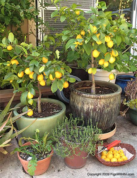 Meyer Lemon Trees growing in pots