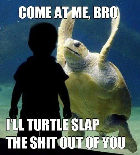 funny-angry-turtle-come-at-me-bro.jpg