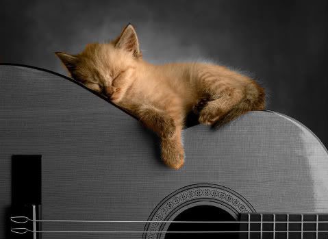 cat.jpg Kitty cat image by cuddlekins45