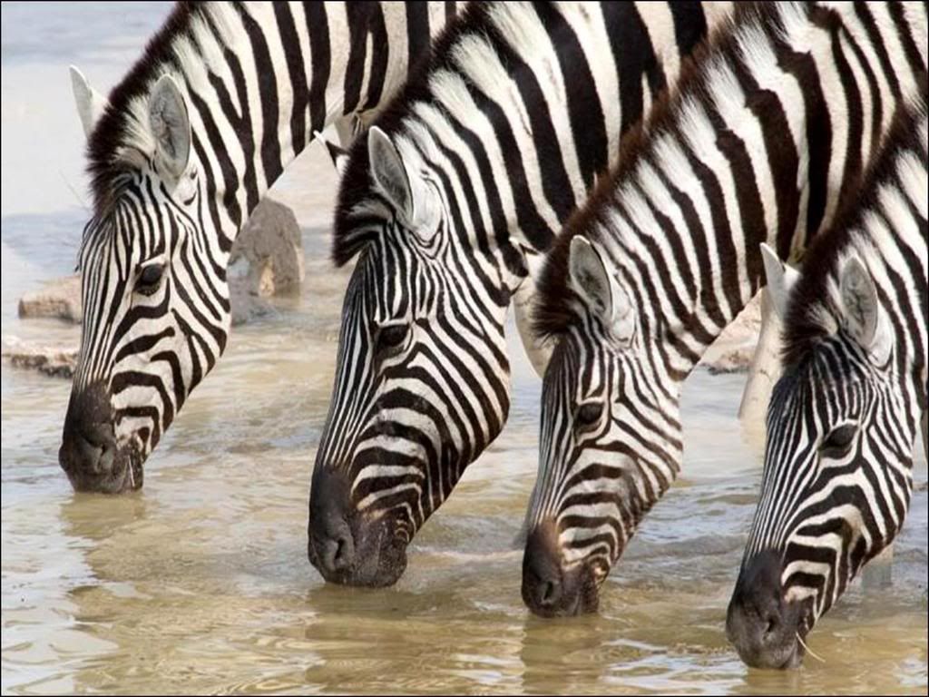 zebra Pictures, Images and Photos