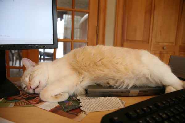 sam-sleeping-on-computer.jpg