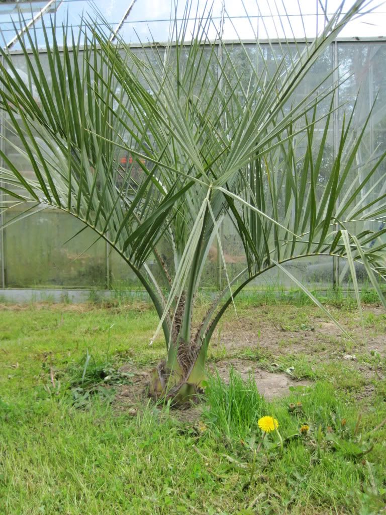 Butia 2010