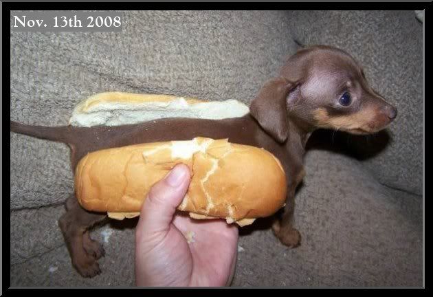 Hot-Dog Pictures, Images and Photos