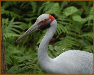 brolga.jpg