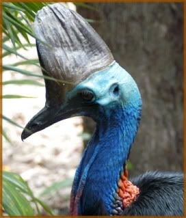 cassowary.jpg