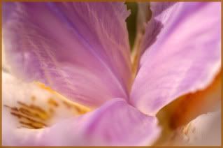 purple.jpg
