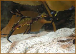 sea-dragon.jpg