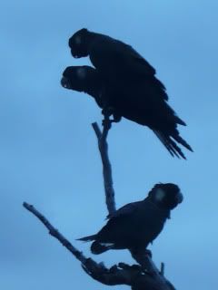white-tailed-black-cockatoo.jpg