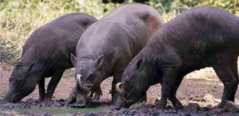 golden babirusa