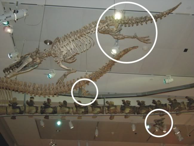 whale skeleton legs