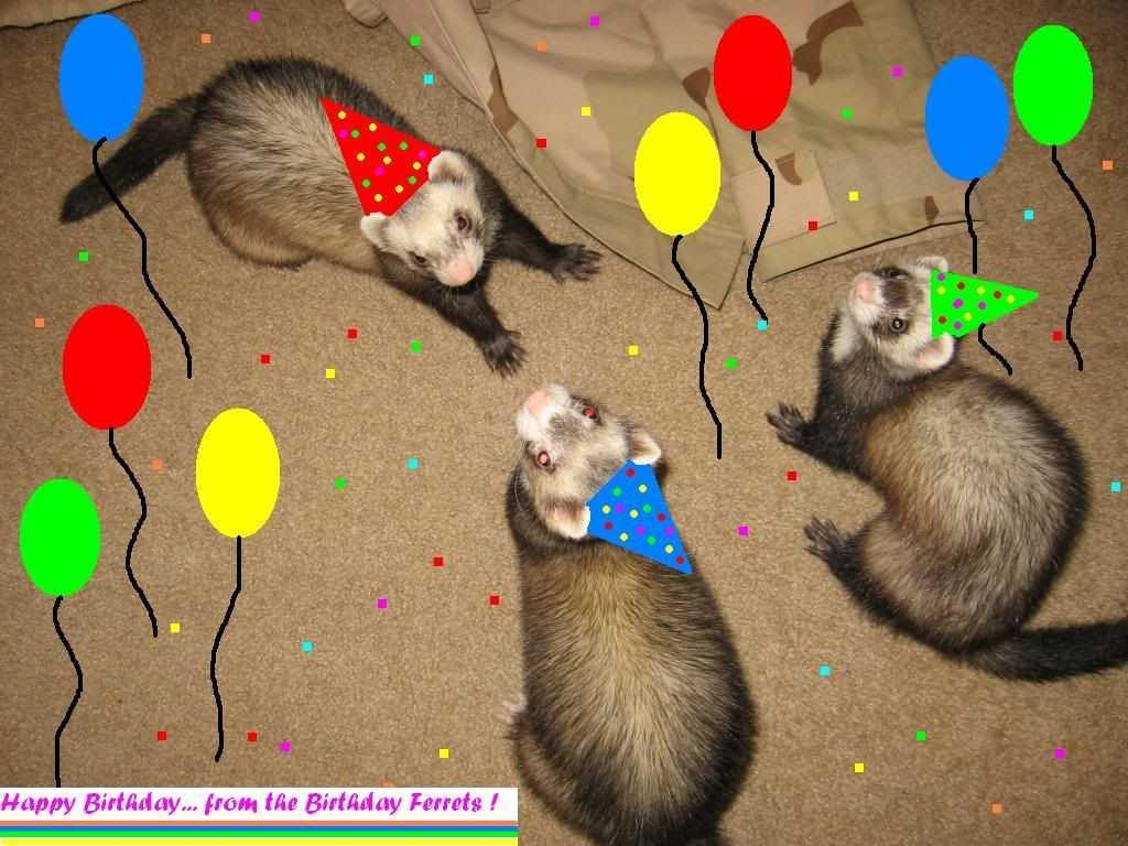 BirthdayFerrets.jpg