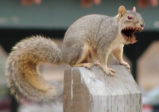 Mad Squirrel Photo by Islelulu | Photobucket