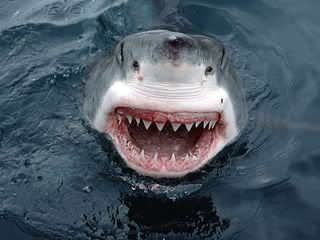 Jaws photo: Jaws 800px-jaws_great_white_shark_south_.jpg