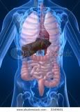 Human anatomy Pictures, Images and Photos