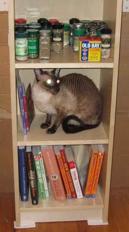 cats, furniture