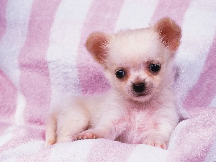 pink puppy Background