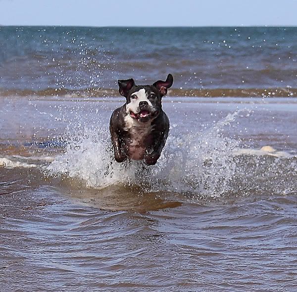 IMAGE: http://i305.photobucket.com/albums/nn221/avarice69/_MG_6557small.jpg