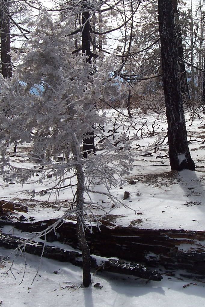 Bryce Canyon National Park, Utah  Frosted Tree