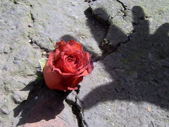 rose in concrete Pictures, Images and Photos