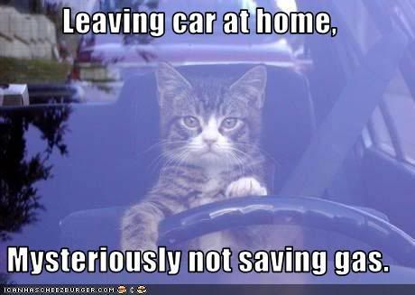 Funny Cat In Car. funny-pictures-cat-drives-your