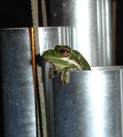 frog7.jpg image by ChatteringTeeth