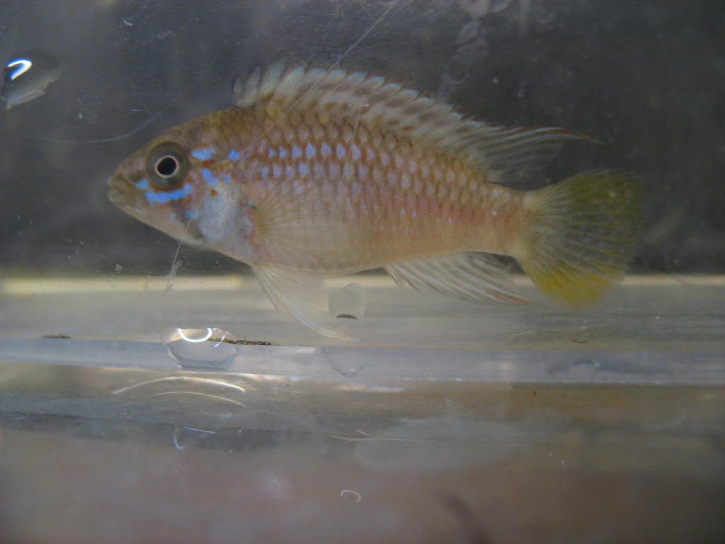 Apisto2.jpg