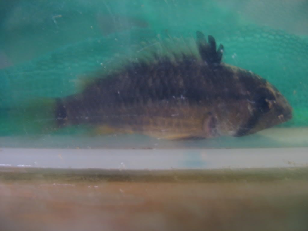 Female1.jpg