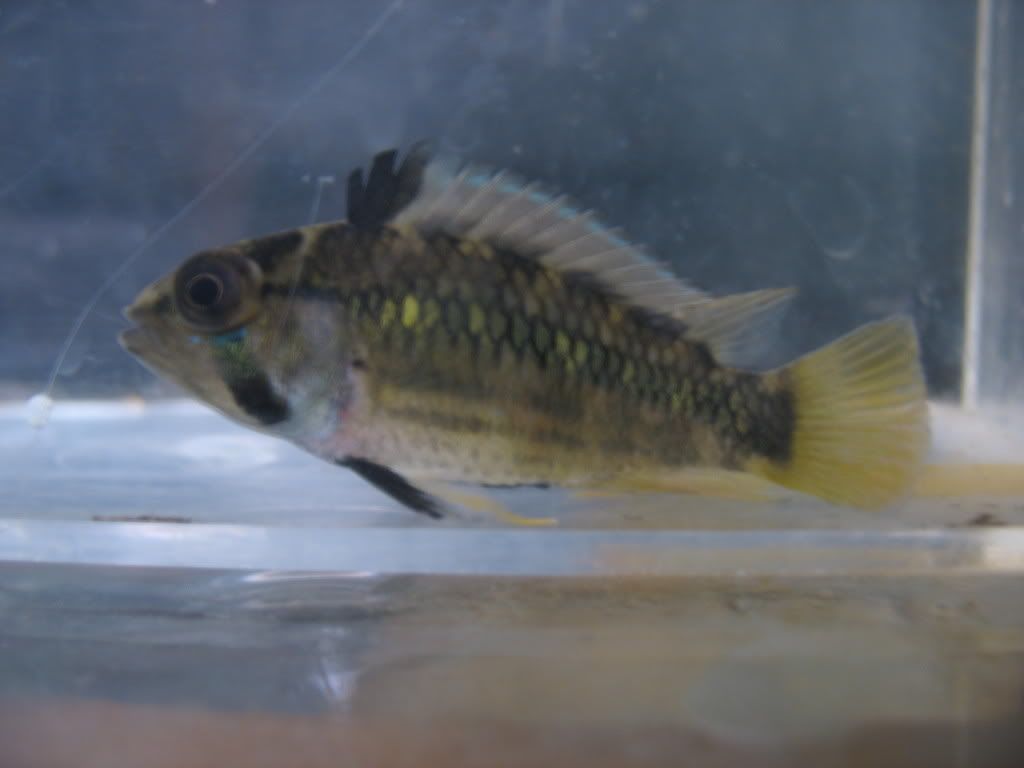 Female2.jpg